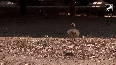 First successful ostrich breeding in Rajasthan's Ramniwas Bagh zoo