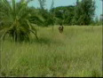 Bali gali full