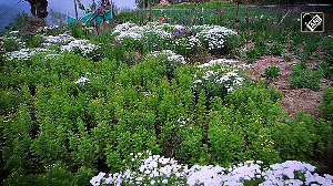 Manipur youth leads the way in organic farming 